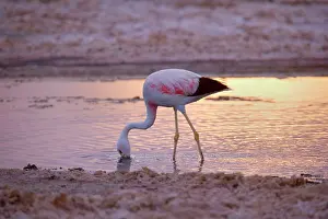 Sifting: Andean Flamingo - adult feeding by stalking through