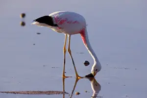 Sifting: Andean Flamingo - adult feeding by stalking through