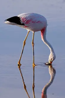Sifting: Andean Flamingo - adult feeding by stalking through