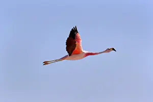 Phoenicoparrus: Andean Flamingo - adult in flight