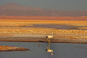 Phoenicoparrus: Andean Flamingo - adult stalking through saline