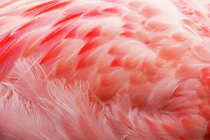 Andinus: Andean Flamingo - Feathers