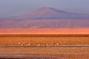 Phoenicoparrus: Andean Flamingo - group of adults feeding by stalking