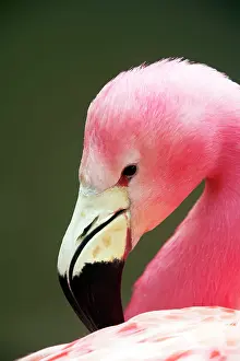 Andinus: Andean Flamingo - Preening