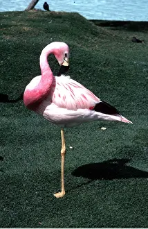 Flamingoes: ANDEAN FLAMINGO - standing on one leg