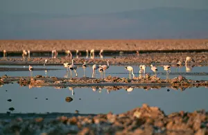 Phoenicoparrus: Andean FLAMINGOS - flock