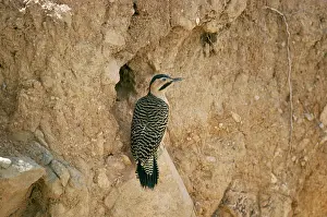 Flicker: Andean Flicker