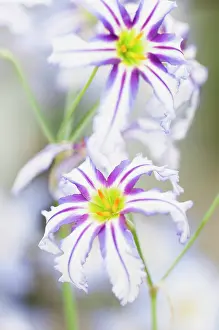Cooperation: Andean glory of the sun lily, Leucocoryne vittata, colouful