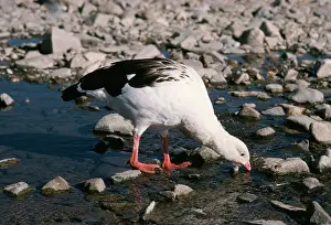 Chloephaga: Andean Goose