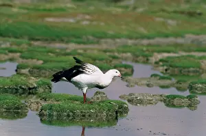 Chloephaga: Andean Goose