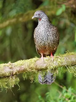Penelope: Andean Guan Penelope montagnii Ecuador BI037595