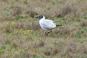 Serranus: Andean Gull