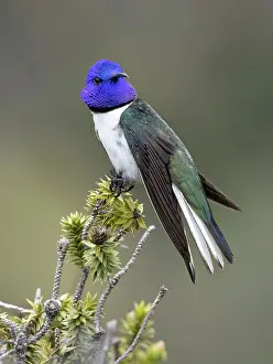 Posed: Andean Hillstar (Oreotrochilus estella), Ecuador