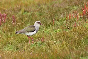Ecuadoran: Andean Lapwing