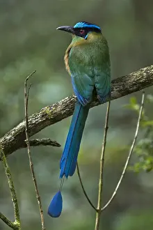 Antioquia: Andean Motmot / Highland Motmot (Momotus aequatorialis)