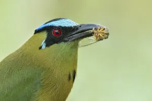Catch: Andean Motmot (Momotus aequatorialis) perched on a branch in