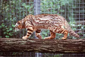 Zoos: ANDEAN PAMPAS CAT