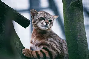 Pampas: Andean Pampas Cat - captivity