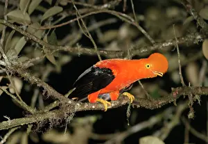 Peruviana: Andean / Peruvian / Red / Scarlet COCK-OF-THE-ROCK