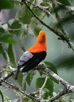 Peruviana: Andean / Peruvian / Red / Scarlet COCK-OF-THE-ROCK