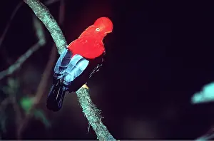 Scarlet: Andean / Peruvian / Red / Scarlet COCK-OF-THE-ROCK