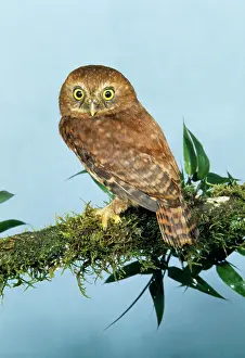 John Dunning: Andean Pygmy OWL