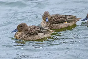 Antisana: Andean Teal