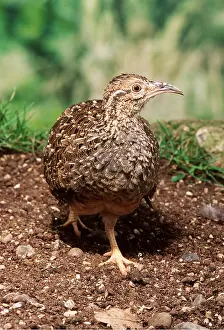 Andean: ANDEAN TINAMOU - close-up