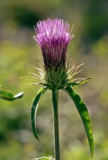 Cirsium: Anderson's Thistle - in flower