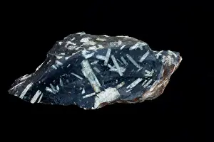 Phenocryst: Andesite Porhyry showing white phenocrysts