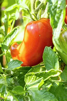 Cycle: Andine Cornue Tomato