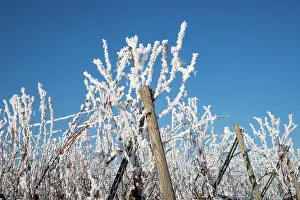 Sylvain Cordier: Andlau a frosty vineyard