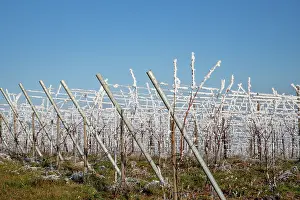 Sylvain Cordier: Andlau a frosty vineyard