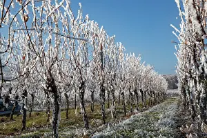 Sylvain Cordier: Andlau a frosty vineyard