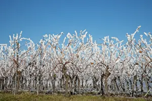 Sylvain Cordier: Andlau a frosty vineyard
