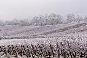Sylvain Cordier: Andlau a frosty vineyard