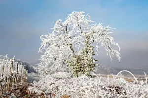 Sylvain Cordier: Andlau a frosty vineyard