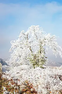 Sylvain Cordier: Andlau a frosty vineyard