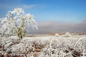 Sylvain Cordier: Andlau a frosty vineyard