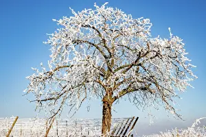 Andlau a frosty vineyard