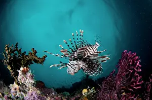 Spine: Andover Lionfish