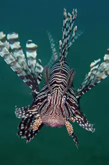 Flores: Andover Lionfish (Pterois andover), Puri Jati dive