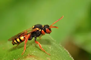 Nomad: Andrena gravida's parasite, Nomad Bee (Nomada bifasciata)