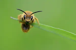 Andrena: andrena sp