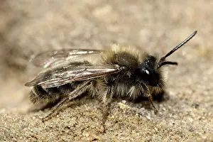 Andrena: Andrena sp
