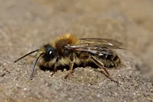 Andrena: Andrena sp