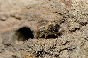 Andrena: Andrena sp