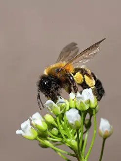 Foraged: Andrenid Bee (Andrena tscheki) female on Shepherds