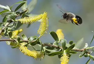 Salix: Andrenid bee (Andrena vaga) female collecting pollen