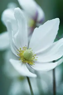 Thimbleflower: Anemone